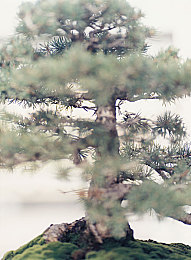 免费黄色：揭秘知识宝库，解锁艺术殿堂，提升生活智慧之旅-1