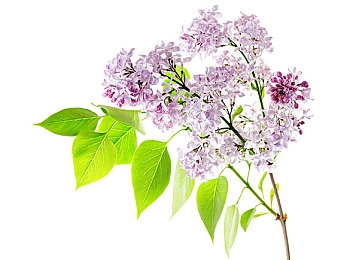 花季传媒一日看三次：花季传媒24小时速递：三场新闻风暴，深度揭秘背后的真相