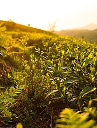 91网站青年：网络新锐力量，塑造青春文化新潮流