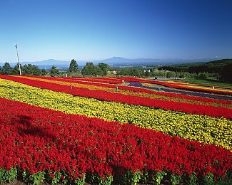 三上 初恋的回忆：日本歌手三上真一深情回忆初恋，网友热议青春美好时光-1