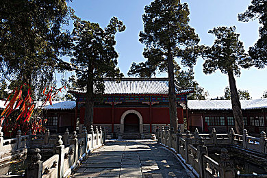 奇思妙想王伟忠回乡祭祖：企业家王伟忠回乡祭祖传承文化，深情告白家乡巨变-3