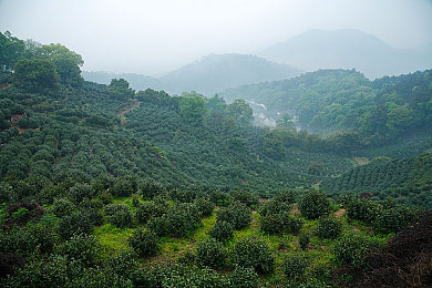 绿巨人入口：游戏风波激荡，行业责任与监管共筑安全绿洲-2