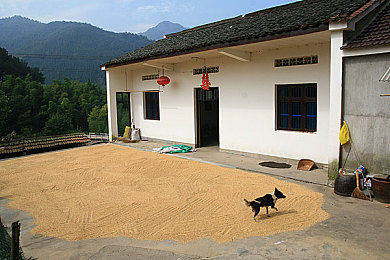瓶子拳头交汇编HD：拳力瓶界，高清盛宴，畅游欢乐新天地-4