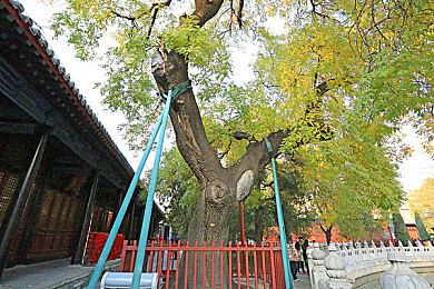 JUⅩ888人妻本庄优花：女优蜕变记：本庄优花从明星到人妻，娱乐圈新风向标-1