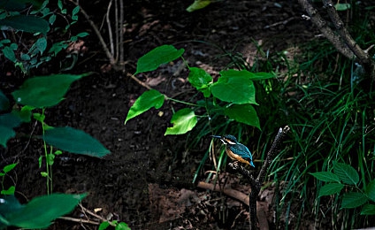 葫芦里面不卖药千万影片你需要huluwa：Huluwa平台：海量影片盛宴，创新观影新潮流，引领新媒体观影风尚