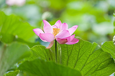 五月丁香花：春意盎然丁香韵，花舞人间颂和平