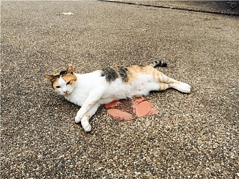 喜猫猫用棉签惩罚喜羊羊：动画奇观：棉签妙用显正义，喜羊羊喜猫猫智慧对决-4