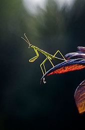 鸡教练：揭秘游戏竞技神秘导师：“鸡教练”助力玩家技能飙升，迈向游戏巅峰-3