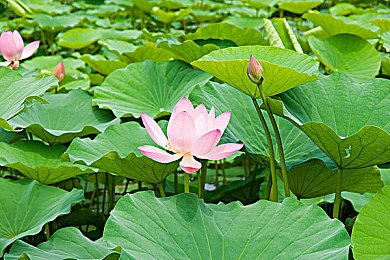 成人app污：揭秘“污”APP：海量成人内容，个性化体验，畅享独特乐趣-2