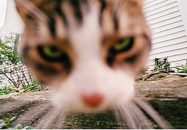 喜猫猫用棉签惩罚喜羊羊：动画奇观：棉签妙用显正义，喜羊羊喜猫猫智慧对决-5
