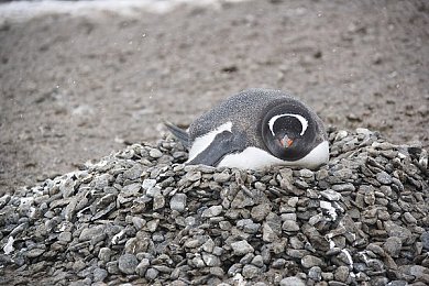 我把语文课代表摁在地上c：《古风江湖》攻略揭秘：新手剑客如何击败高难度语文课代表，畅游武侠江湖-4