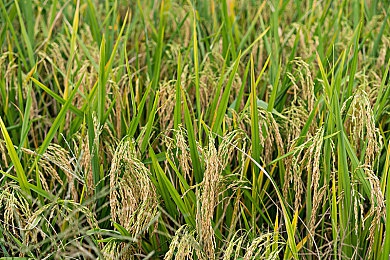 国产麻豆A：古墓探险奇幻之旅，国产游戏麻豆新篇章-4
