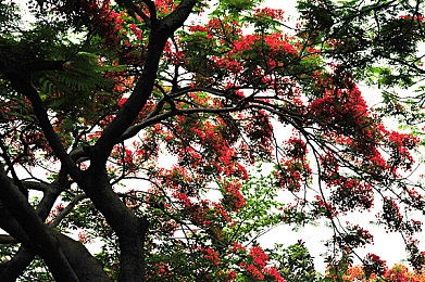 丁香色五月婷婷：花语SEO奇遇：揭秘丁香色五月之谜，优化之道探幽寻踪-1