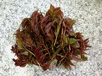 伊丁天堂妖精迷宝宝技巧：揭秘妖精迷宝宝：新手玩家速成攻略，助你独霸《伊丁天堂》战场-4