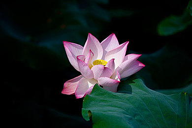 黄蓉被 的最深的一天：《射雕英雄传》桃花岛囚禁：智慧与勇气交织的传奇之旅-5